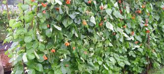 The root user has now a password set, but it's not enough to access your. Problems With Raspberries Stirling Allotment Association