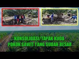 Pin Di Kebun Kelapa Sawit