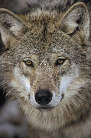 European Wolf Portrait Sweden Art Print By Konrad Wothe Wolf Pictures Wolf Wolf Husky