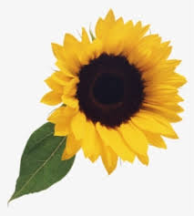 Transparent living room background clipart of sunflowers. Sunflower Clipart Png Images Free Transparent Sunflower Clipart Download Kindpng
