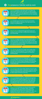 Pin On Dog Pregnancy