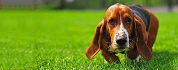 We love basset hounds and matching puppies with their forever homes. Basset Hound Dog Breed Facts And Information Wag Dog Walking