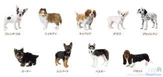 Insert the nintendogs game card into your nintendo ds and press the power button. Nintendogs Cats Breeds Unlock