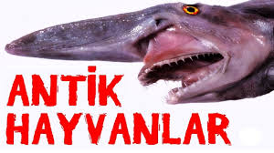 Gunumuzde Yasayan En Eski 10 Hayvan Turu Youtube
