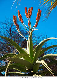 Image result for Aloe excelsa