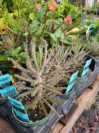 Image result for Kalanchoe dyeri