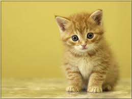 Tekir Kedilerin Gercek Yuzu Pigmelaf Sosyal Icerik Platformu Cute Kittens Tekir Kediler Kedi