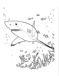 Learn if the great white shark deserves its killer reputation. Sharks To Print For Free Sharks Kids Coloring Pages