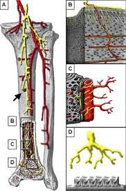 Autonomic Innervation An Overview Sciencedirect Topics