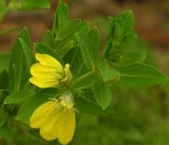 Image result for Justicia capensis