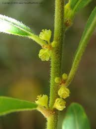 Image result for Clutia angustifolia