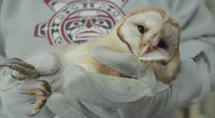Check out more details and a schedule for the day here. Barn Owl Band Barnowlband Twitter
