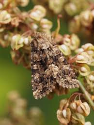 Image result for Hadena perplexa