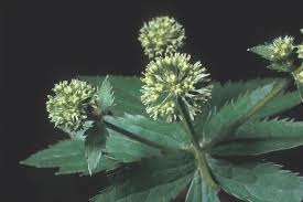 Image result for Sanicula