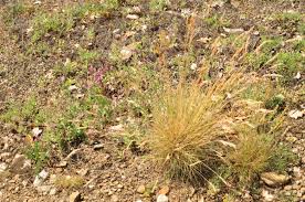 Image result for Hubbardochloa gracilis
