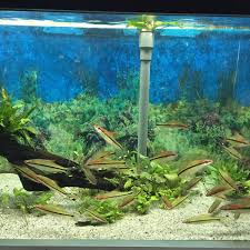 Ada tips dan panduan step by step mengenai cara merawat ikan hias pada aquarium air tawar dan aquarium air laut. Fotos Bei Dunia Air Tawar Taman Mini Indonesia Indah 19 Tipps Von 1806 Besucher