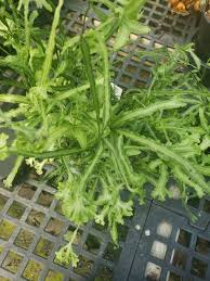 Image result for Pteris cretica