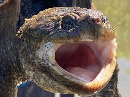 36 free images of snapping turtle. Are Snapping Turtles Dangerous The Orianne Society