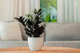 The first is division which means you divide the plant once it's an enormous size and too big for its pot. Raven Zz Plant Looks Like It Has Black Leaves Better Homes Gardens