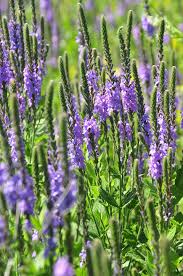 Image result for Fuirena stricta