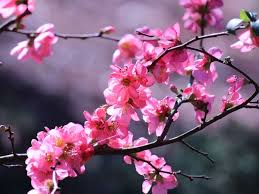Check out our funny dp selection for the very best in unique or custom. Natural Flowers Free Stock Photos Download 26 295 Free Stock Photos For Commercial Use Format Hd High Resolution Jpg Images