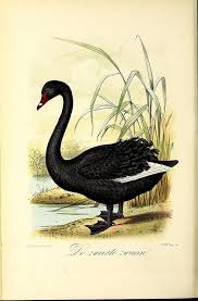 Birds In The Trap Album Cover High Resolution N515 W1150 Bird Illustration Bird Pictures Vintage Birds