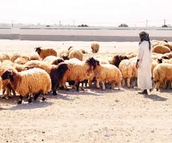 مطابخ تروج لأغنام هزيلة بأسعار مرتفعة جريدة الوطن