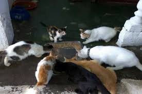 Emaciated cats, always seemingly pregnant, search for anything to eat. There Is A Rising Number Of Animal Abuse Cases In Malaysia News Rojak Daily