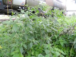 Image result for Solanum chenopodioides