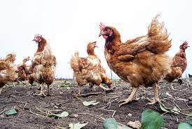 How Does A Chicken Tell Time The New Yorker