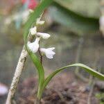 Image result for Polystachya hastata