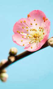 Check spelling or type a new query. Photomural Peach Blossom From Komar Munich Design Book
