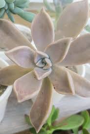We did not find results for: Succuland Ph Succulent Of The Week Common Name Ghost Facebook