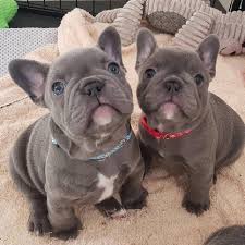 Bulldog Dogsofinstagram Dog Frenchie Dogs Bulldogsofinstagram Frenchbulldog Puppy Engli In 2020 French Bulldog Puppies Bulldog Puppies Baby Animals Super Cute
