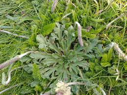 Image result for Plantago