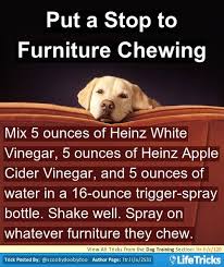 10 Dog Toys You Can Make From Things Around The House Dog Training Dog Care Tips Puppy Training