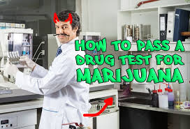 Forget about preparing to pass a drug test in 24 hours since quick luck can get you a passing. How To Pass A Drug Test For Marijuana Mary Jane S Diary