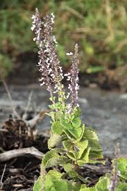 Image result for Coleus hadiensis