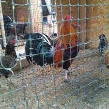 Submitted 8 months ago by takoyaki23. Texas Gamefowl Farm Home Facebook