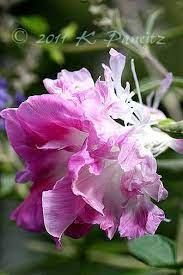 Kaseys Korner Climbing Flowers Morning Glory Flowers Pretty Flowers