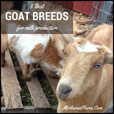 Apr 02, 2021 · pygmy. Dairy Goat Breeds 9 Best Goat Breeds For Milk Production