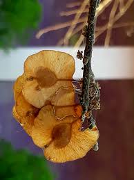 Image result for Strychnos cocculoides