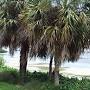 Sabal palm vs cabbage palm from selby.org