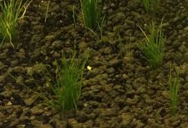 How To Grow Dwarf Hairgrass – Glass Grown Aquatics