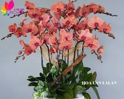 Hình ảnh về Lan hồ điệp cam