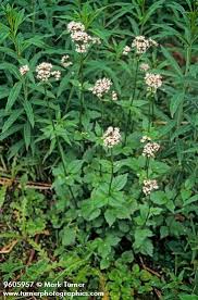 Image result for Valeriana