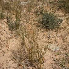 Image result for Aristida diffusa