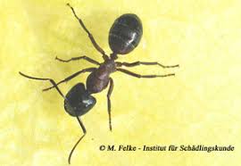 Außerdem stehen viele ameisenarten unter naturschutz und auf der roten liste. Holzzerstorende Ameisenarten Formicidae Institut Fur Schadlingskunde