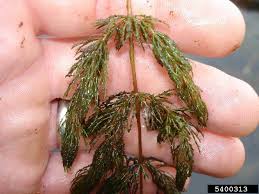 Image result for Ceratophyllum