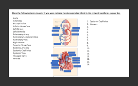 Solved Label The Following Organs And Components Of The Chegg Com
